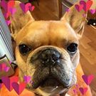 だいもん しゅんすけ