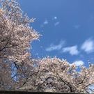 おかやす こずえ