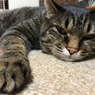 たらちゃんのママ