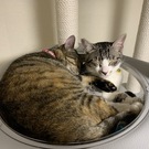 りっちゃんファミリー