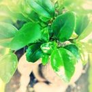 がじゅまる の木