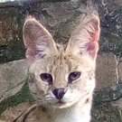 L.serval