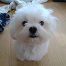 伊内康子（こてつママ）