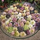 Cristiane Kavafara Moura Gibo