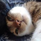 Katsukichi Wakabayashi