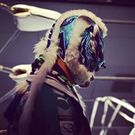 ガイナ タイガー