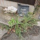 Hiroko Akiyoshi Kosaka