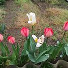 しらいし きよはる