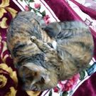 ナカジマムツミ 中島睦