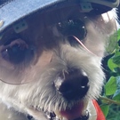 本多(ちゃちゃ丸)