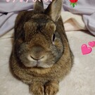 ふじもり みなこ