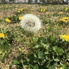 夢見るハマグリ