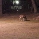 ミツモト ノブユキ