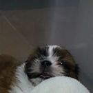 月華 蓮 よしとみ ちづる