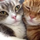 すぎやま ゆきよ