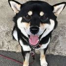 黒柴マロ　ガジガジ君