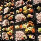 たねの庭 　よし　　