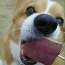 しまたに さちこ