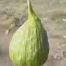 ヤマギシ マナブ