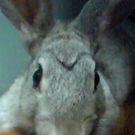 和田  阿部 奈央