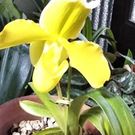 せのおじゅんこ