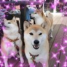 齊藤　豊住 妥枝