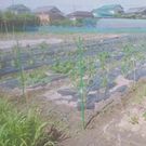 ぷぷのの ファーム