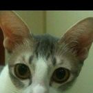 Akane Yabumoto Yamazaki