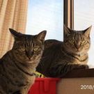 旅猫 みちこ（マロンナッツキキママ）