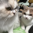 くりーむそーだ