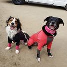 ペットシッターALOHA