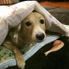 ひかりルーム 架け橋