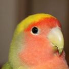 らぷさんすーちょん