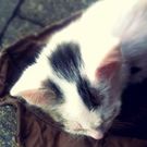 よこやま なつこ