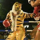 Mino Tiger