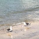 Akemi Kurihara Nagao