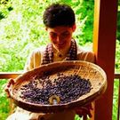 自家焙煎珈琲豆 マキノコーヒー