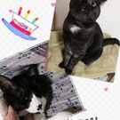 なかじま みはる