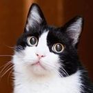 よしたけ りょう