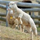 茶の実オイル研究所