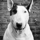 トキオ バイツマン