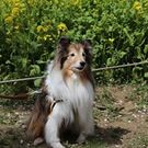 えむら あきひこ