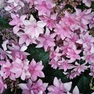 いとう じゅんこ