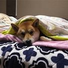 Emi Nakamaru Fujikura