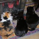 サカモト カズコ