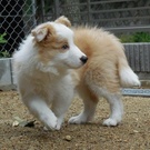 ウッディとみづゑ