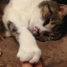 えびぞうのママ