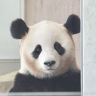 Panda Channel by pomeranian film