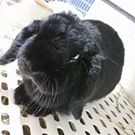 タノウエ エミコ