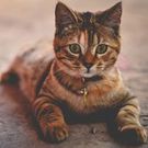 レンタル知名度